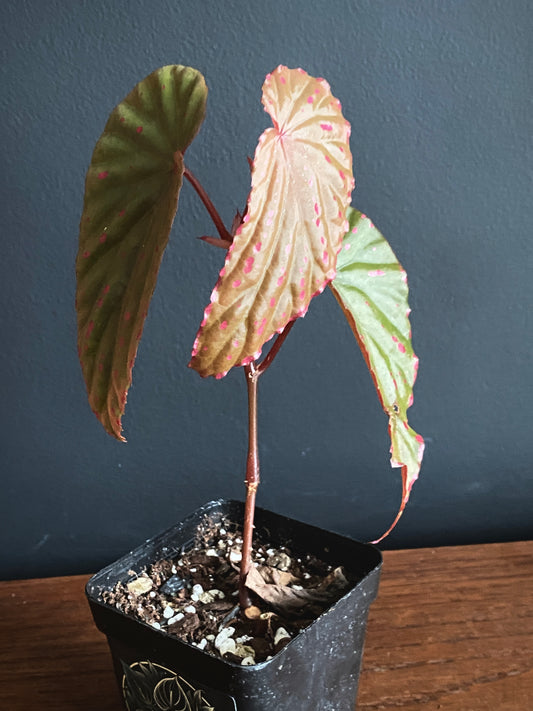 Begonia Negrosensis X Nothobaramensis | 6 cm pot [B]