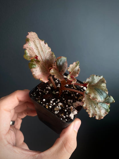 Begonia Cucullata Pink variegated | 6 cm pot