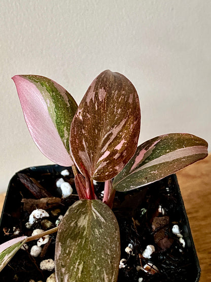 Philodendron Pink Princess | 7 cm pot
