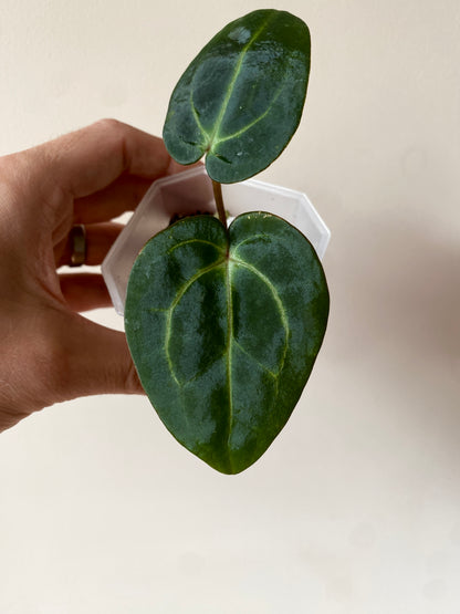 Anthurium Carlablackiae | 7 cm pot [B]