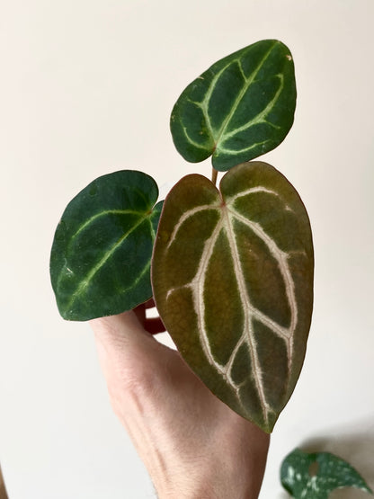 Anthurium Carlablackiae | 7 cm pot [A]