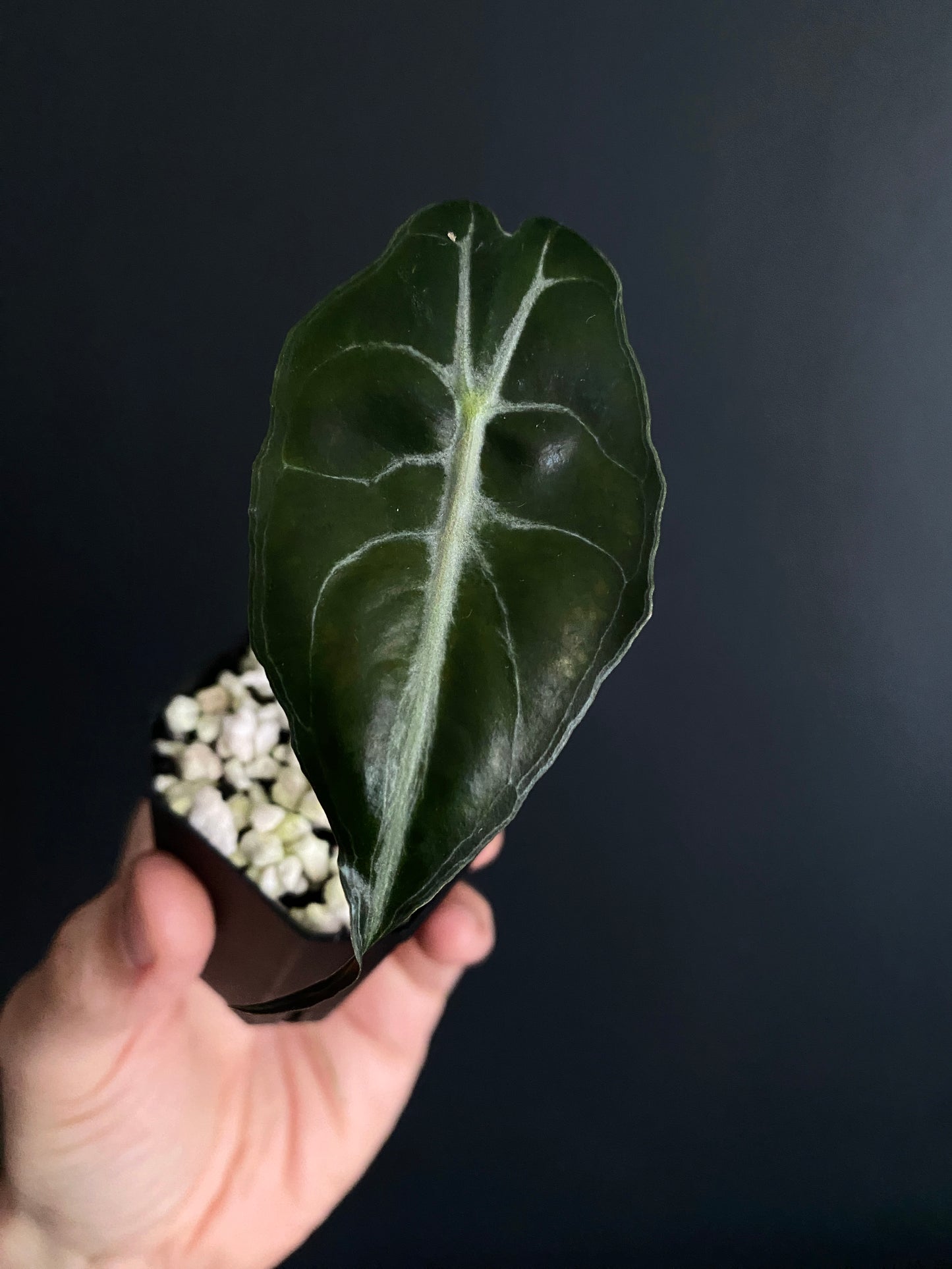 Alocasia Venom | 5 cm pot
