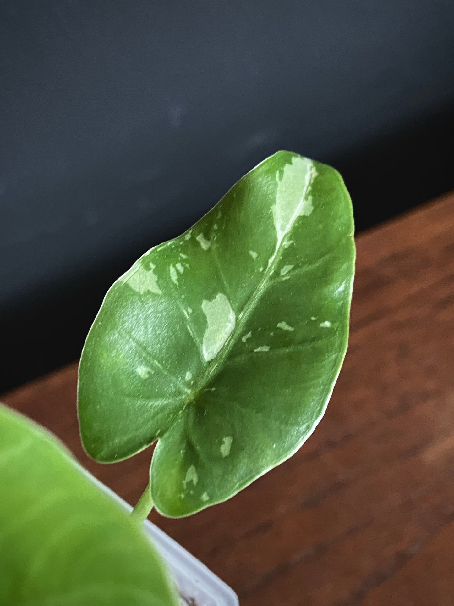 Alocasia Okinawa Silver variegated | 7 cm pot