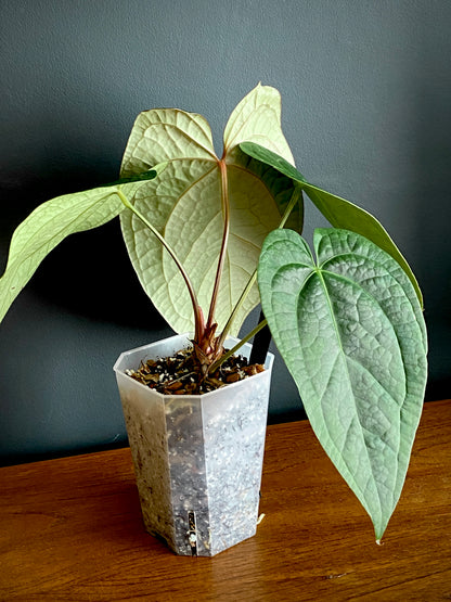 Anthurium Goliath X Luxurians | 12 cm pot