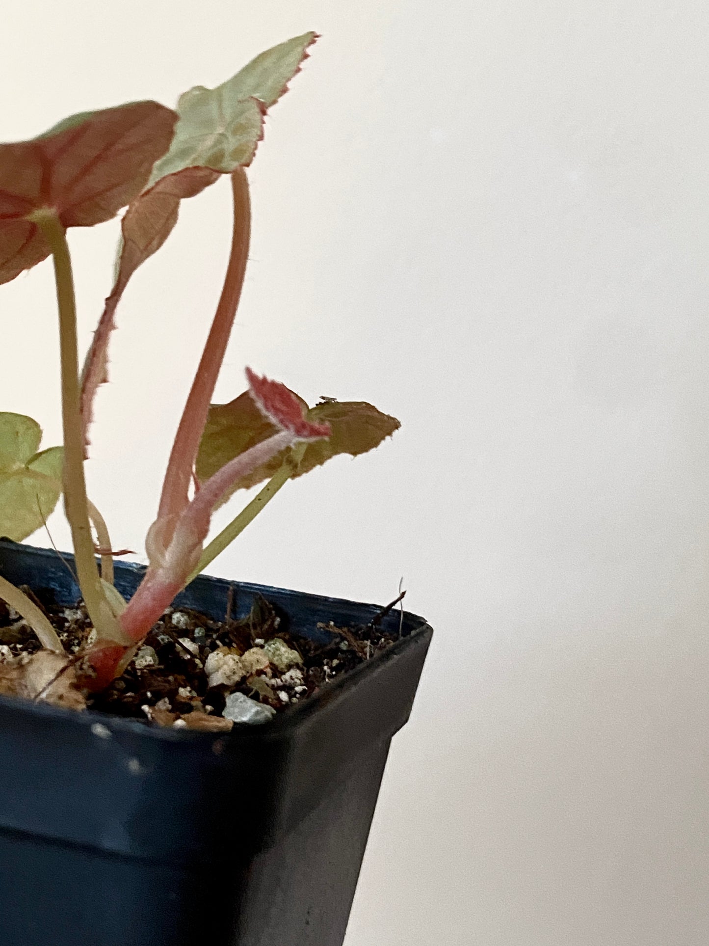 Begonia Pavonina | 6 cm pot [A]