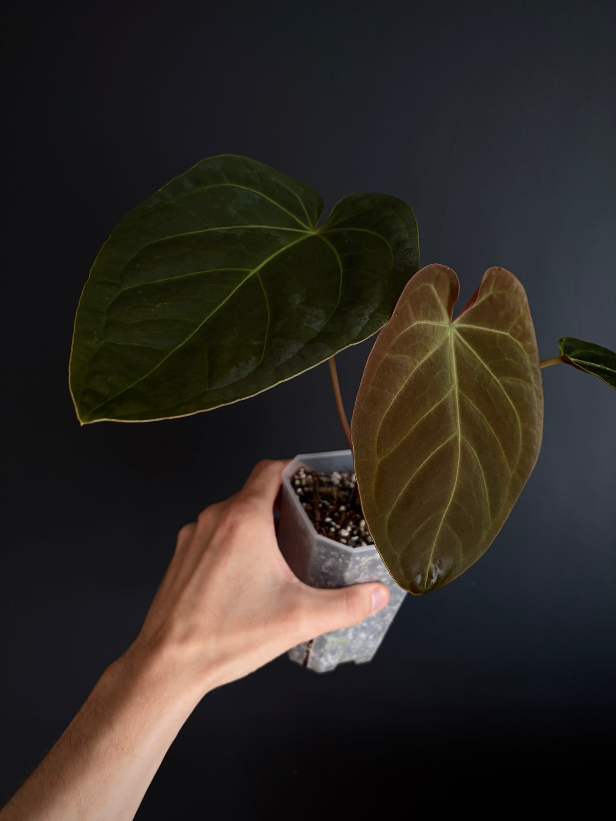 Anthurium Papillilaminum Legend x self | 7 cm pot