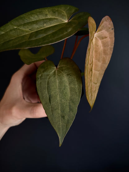 Anthurium RVDP (self) mint variegated | 7 cm pot [super-select]