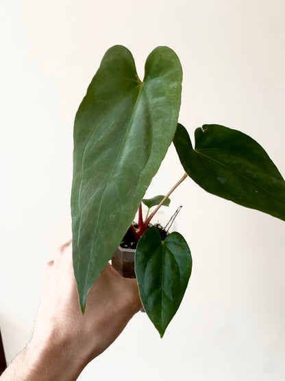 Anthurium Golden Eagle X BVEP (R.FxF) | 7 cm pot [B]