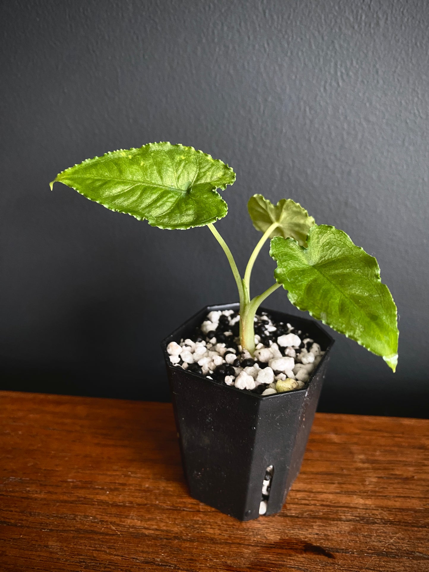 Alocasia Olanii | 5 cm pot [B]