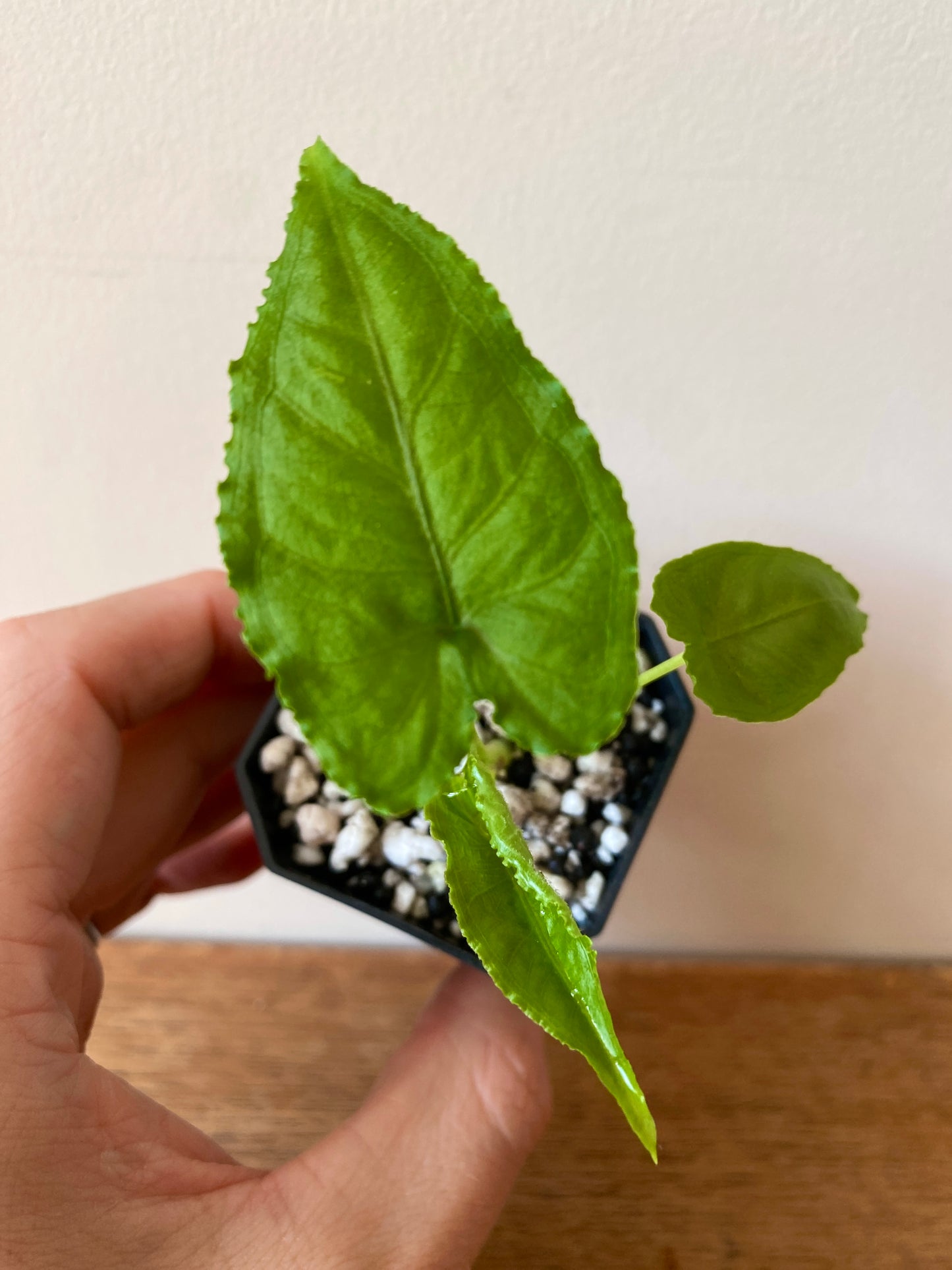 Alocasia Olanii | 5 cm pot [A]