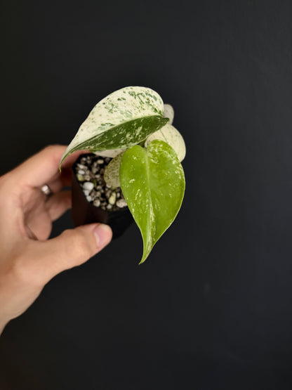 Monstera Star Shadow | 5 cm pot [B]