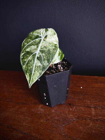 Alocasia Watsoniana doff albo/pink variegated | 5 cm pot [B]
