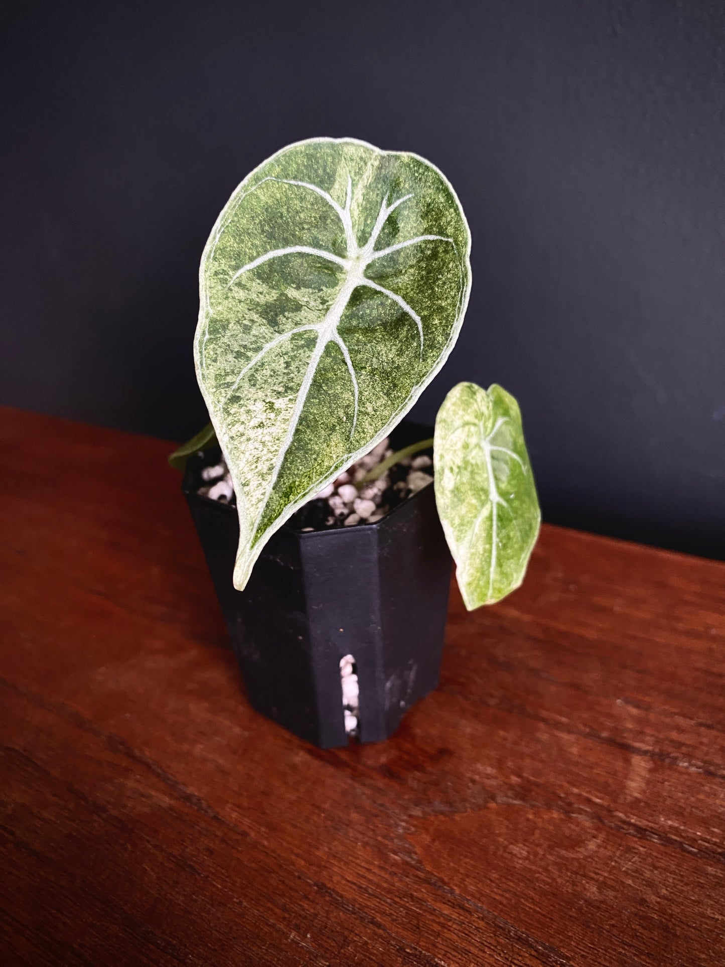 Alocasia Watsoniana doff albo/pink variegated | 5 cm pot [A]