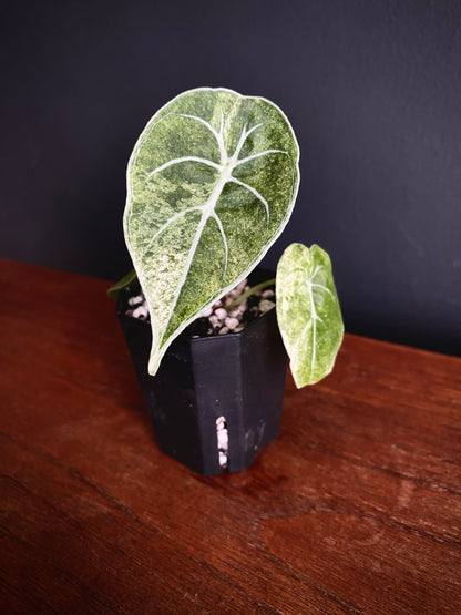 Alocasia Watsoniana doff albo/pink variegated | 5 cm pot [A]