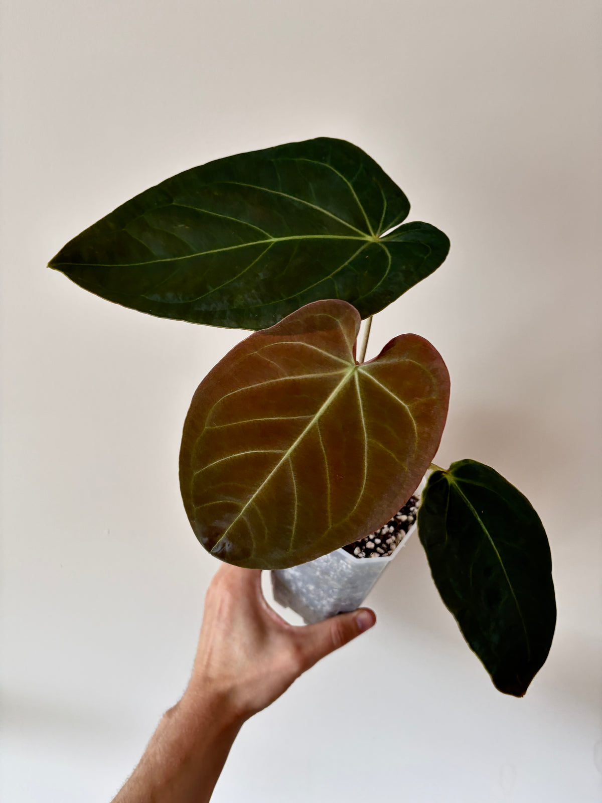 Anthurium Papillilaminum Legend x self | 7 cm pot