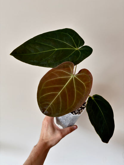Anthurium Papillilaminum Legend x self | 7 cm pot