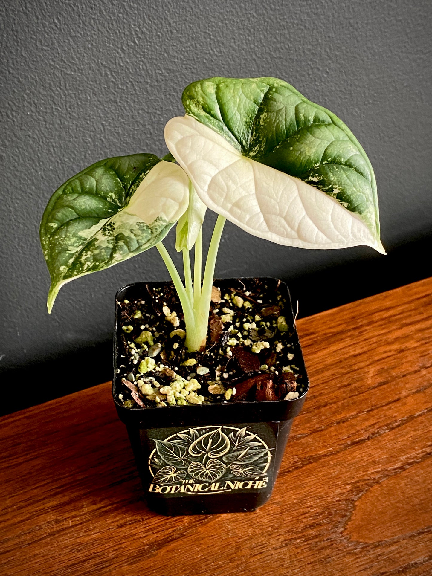 Alocasia Dragonscale Albo variegata | 7 cm pot (A)