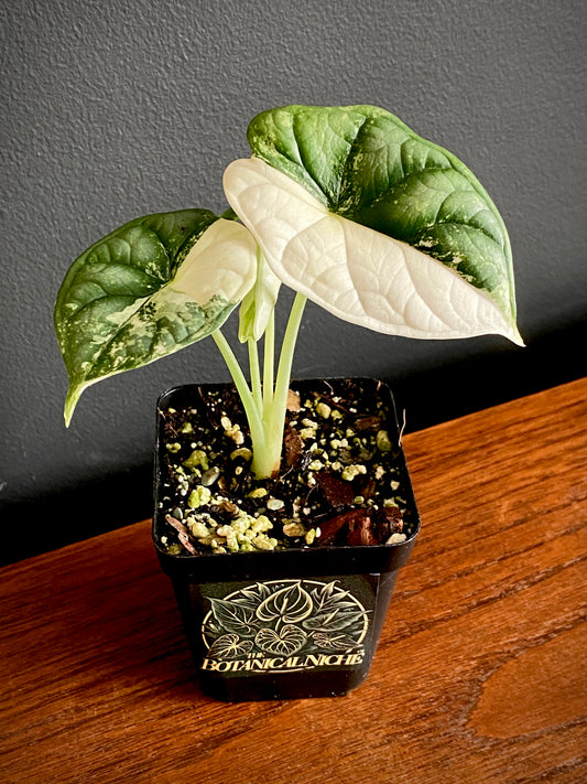 Alocasia Dragonscale Albo variegata | 7 cm pot (A)