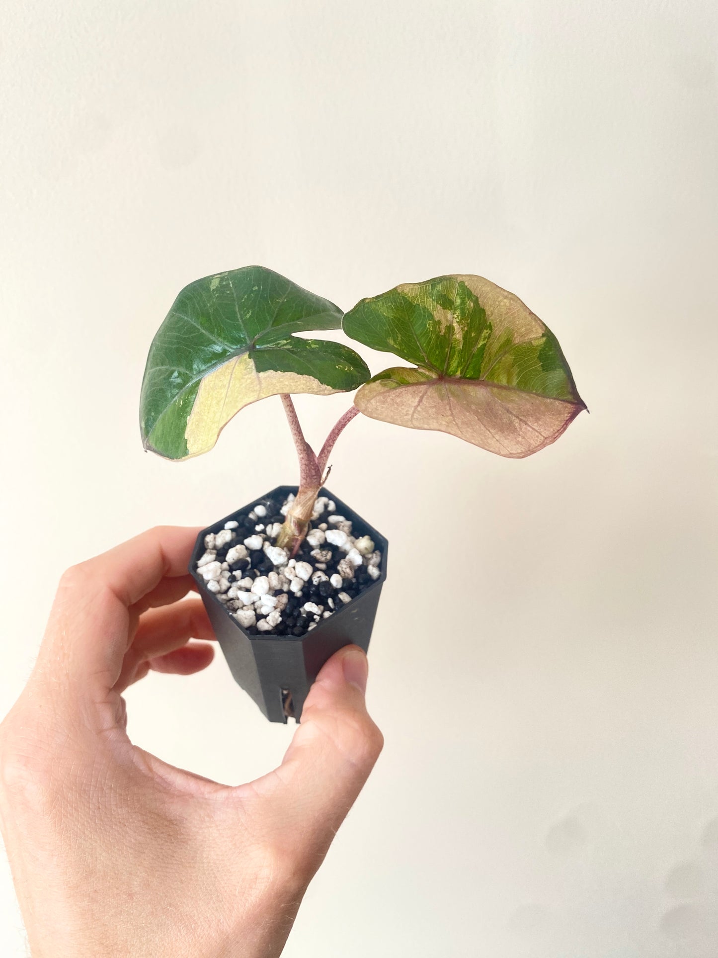 Alocasia Yucatan Princess variegated | 5 cm pot [C]