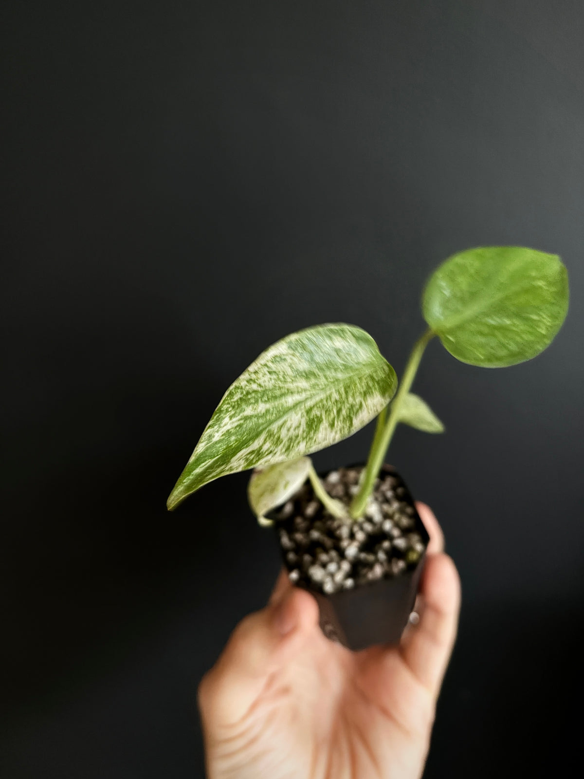Monstera Star Shadow | 5 cm pot [A]