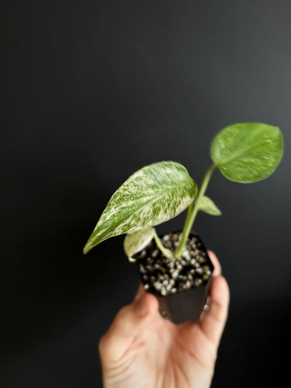 Monstera Star Shadow | 5 cm pot [A]
