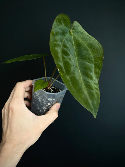 Anthurium Subsignatum (velvety) X Carlablackiae | 7 cm pot
