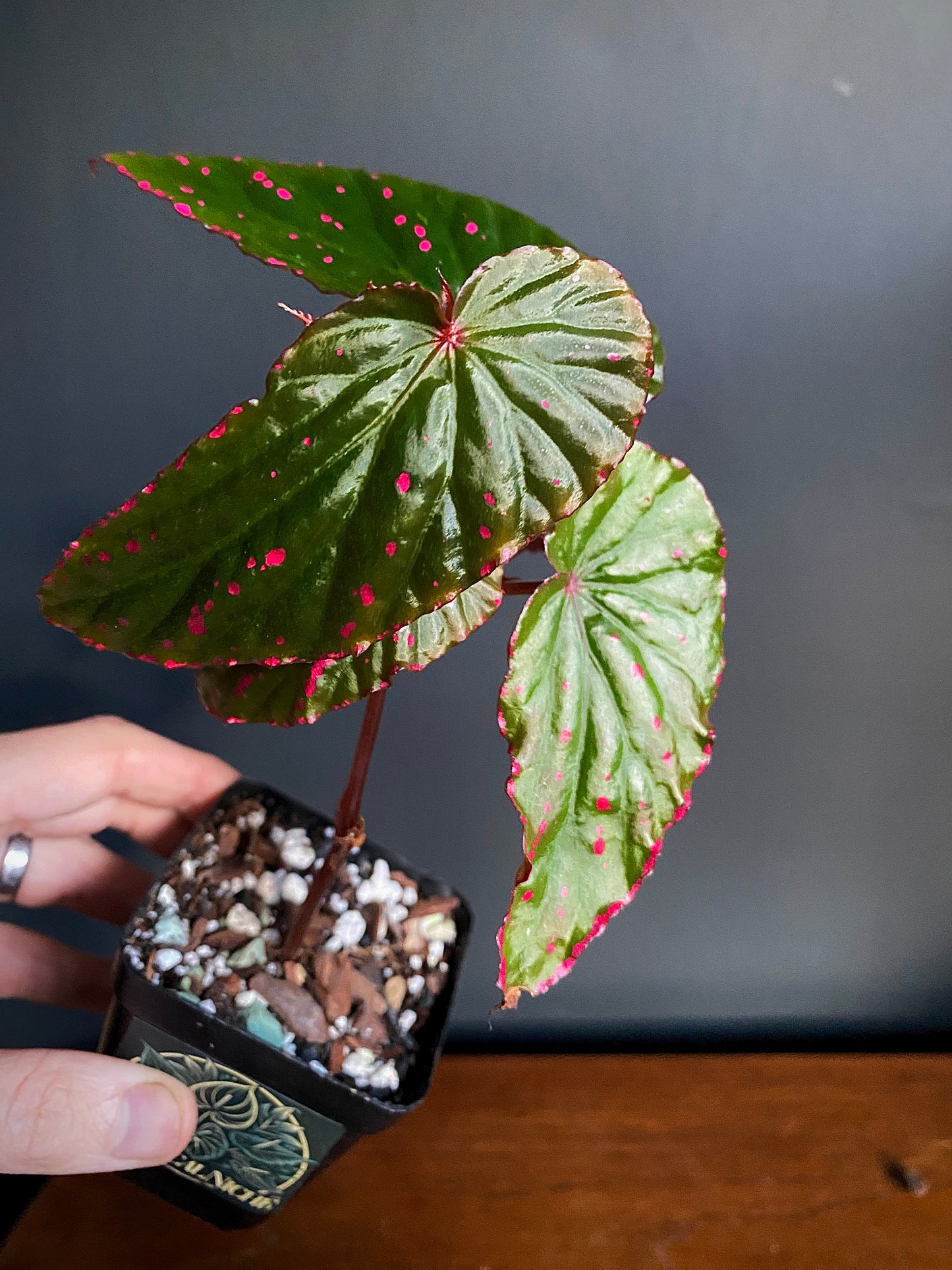 Begonia Negrosensis X Nothobaramensis | 6 cm pot [A]