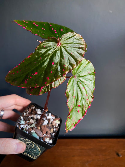 Begonia Negrosensis X Nothobaramensis | 6 cm pot [A]