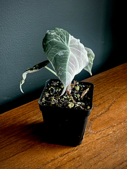 Alocasia Black Velvet Pink variegata | 7 cm pot (C)