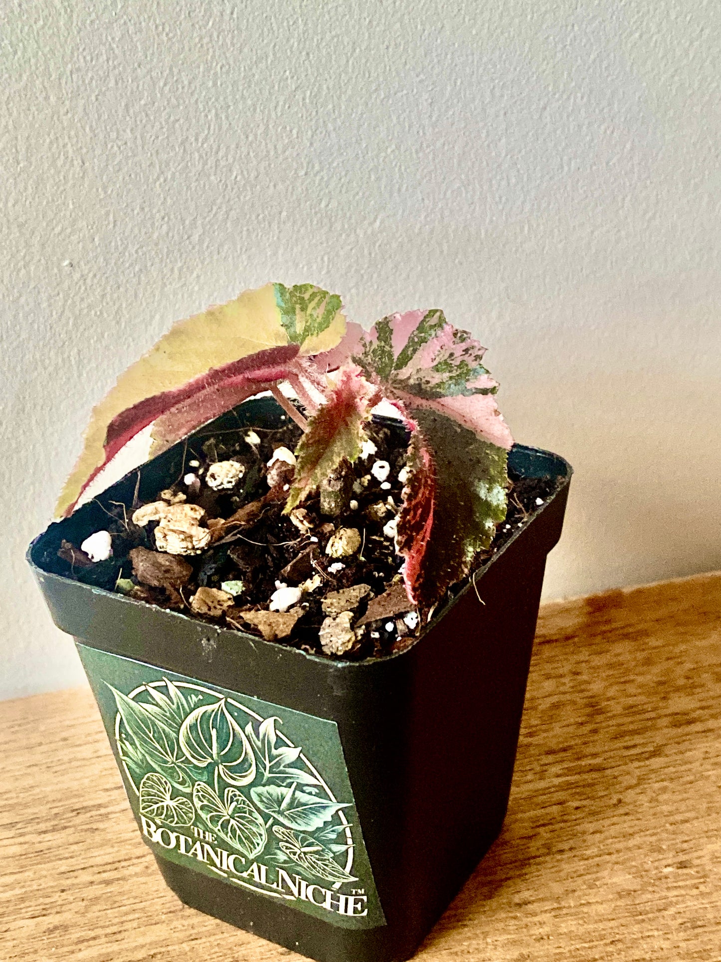 Begonia Ginny Galaxy Pink variegated | 7 cm pot