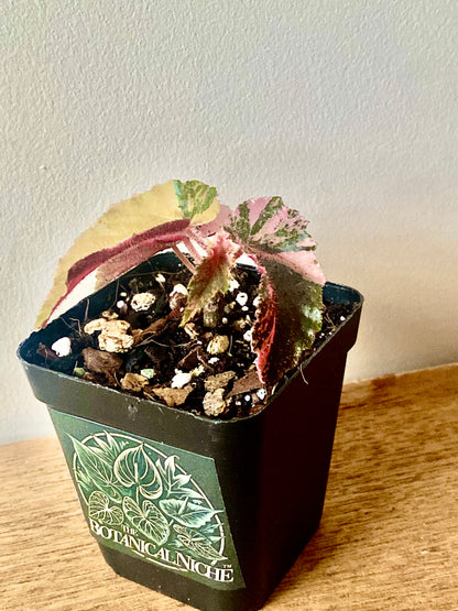 Begonia Ginny Galaxy Pink variegated | 7 cm pot