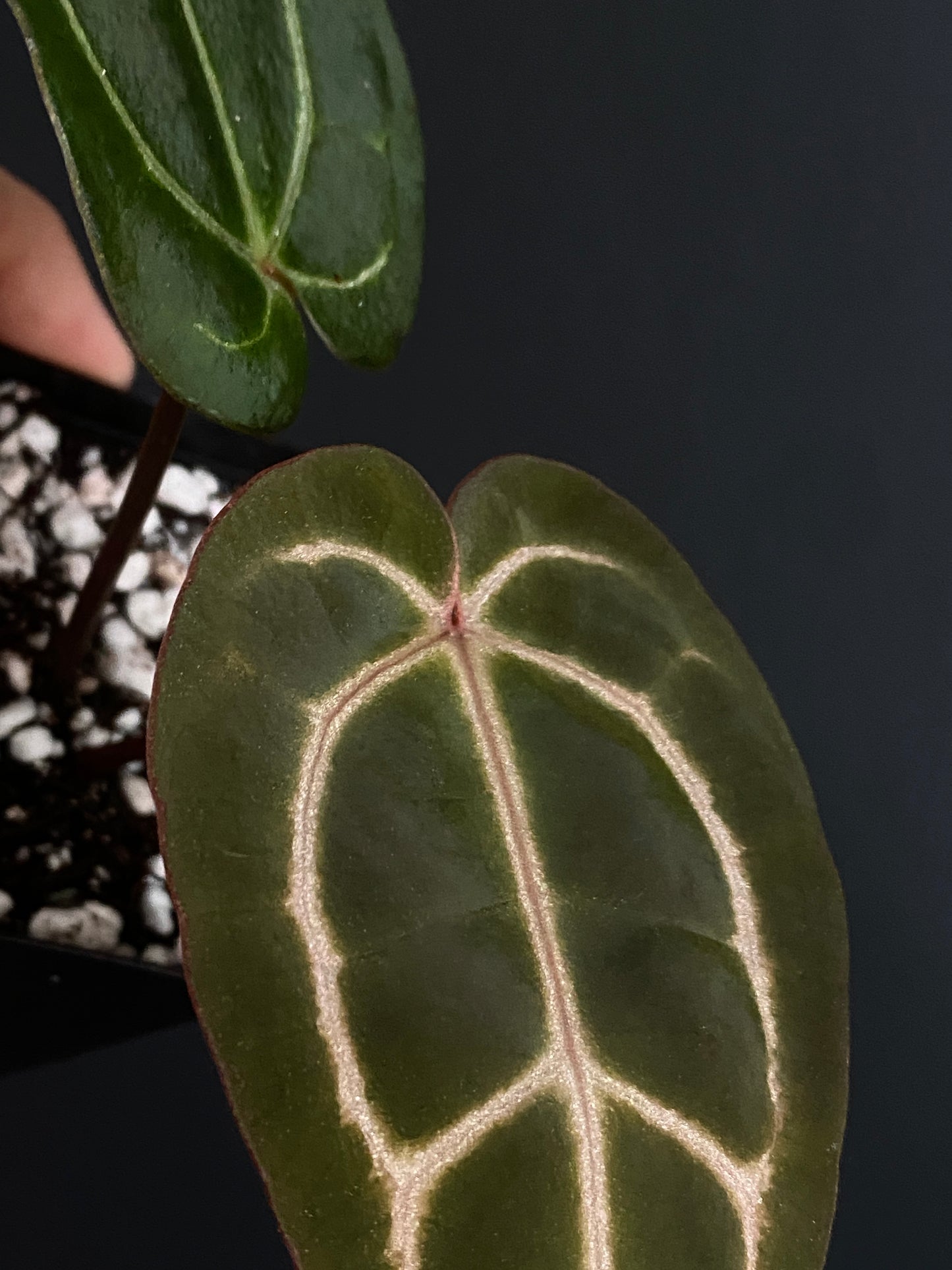 Anthurium Zara F4 X Carlablackiae | 7 cm pot