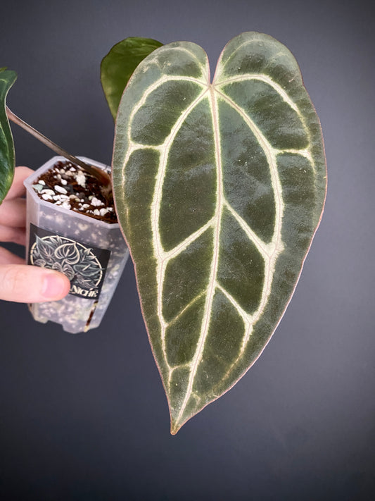 Anthurium Carlablackiae RA5xRA10 S1 | 7 cm pot