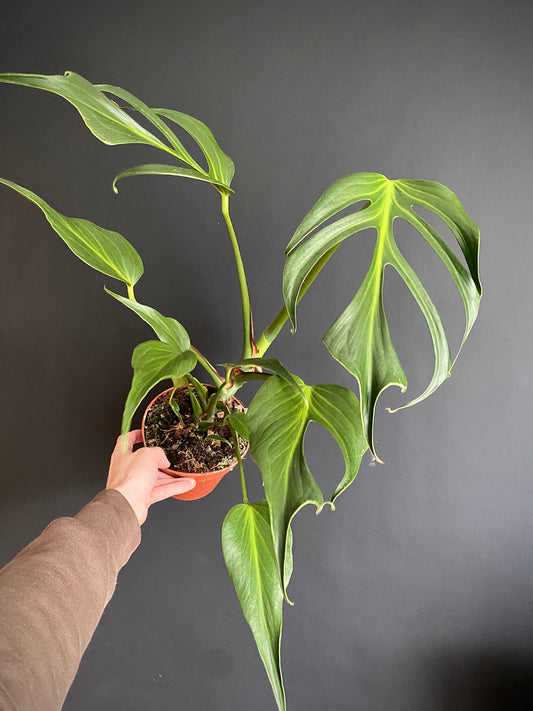 Monstera Burle Marx Flame | 15 cm pot [B]
