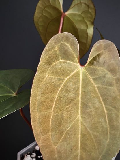 Anthurium Pap var X RVDP mint variegated | 7 cm pot
