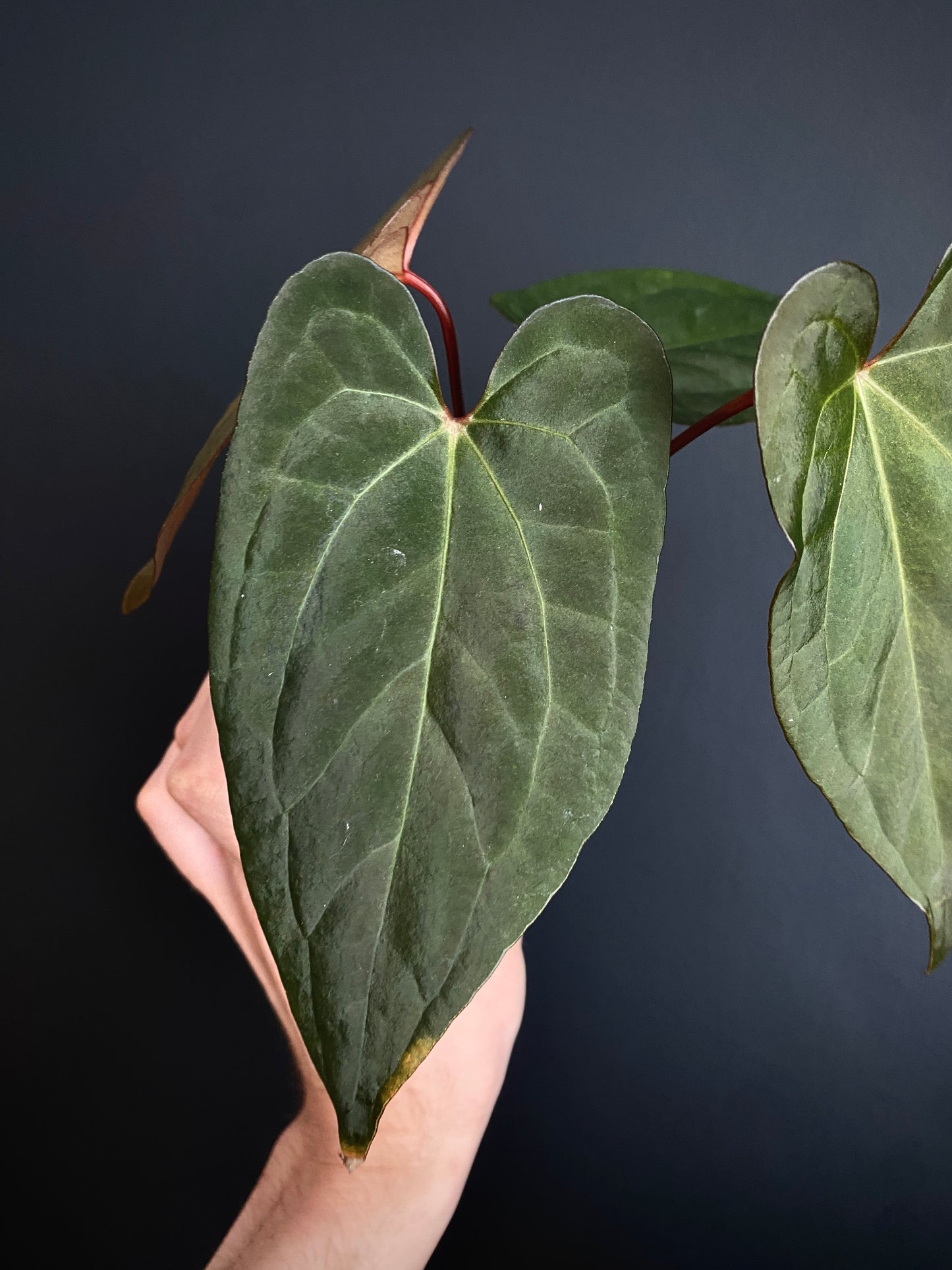 Anthurium Pap var X RVDP mint variegated | 7 cm pot
