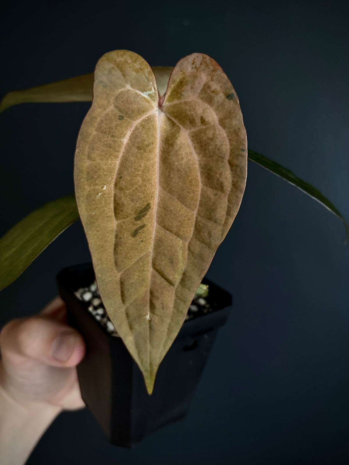 Anthurium RVDP (self) mint variegated | 7 cm pot [super-select]