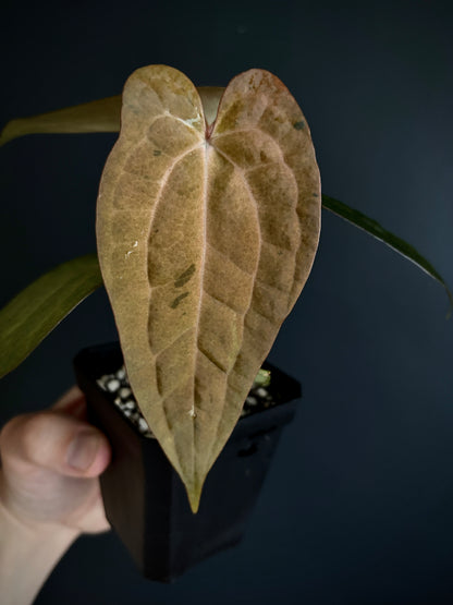 Anthurium RVDP (self) mint variegated | 7 cm pot [super-select]