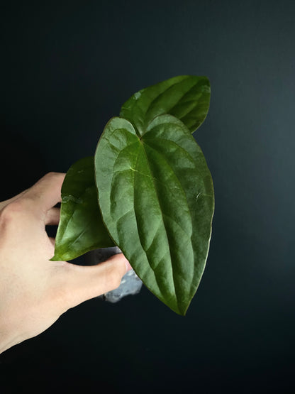 Anthurium Fort Sherman X Luxurians | 7 cm pot
