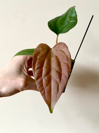 Anthurium Fort Sherman X Luxurians | 6 cm pot