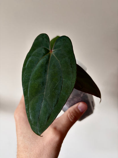 Anthurium Red Vein Dark Phoenix | 7 cm pot [A]