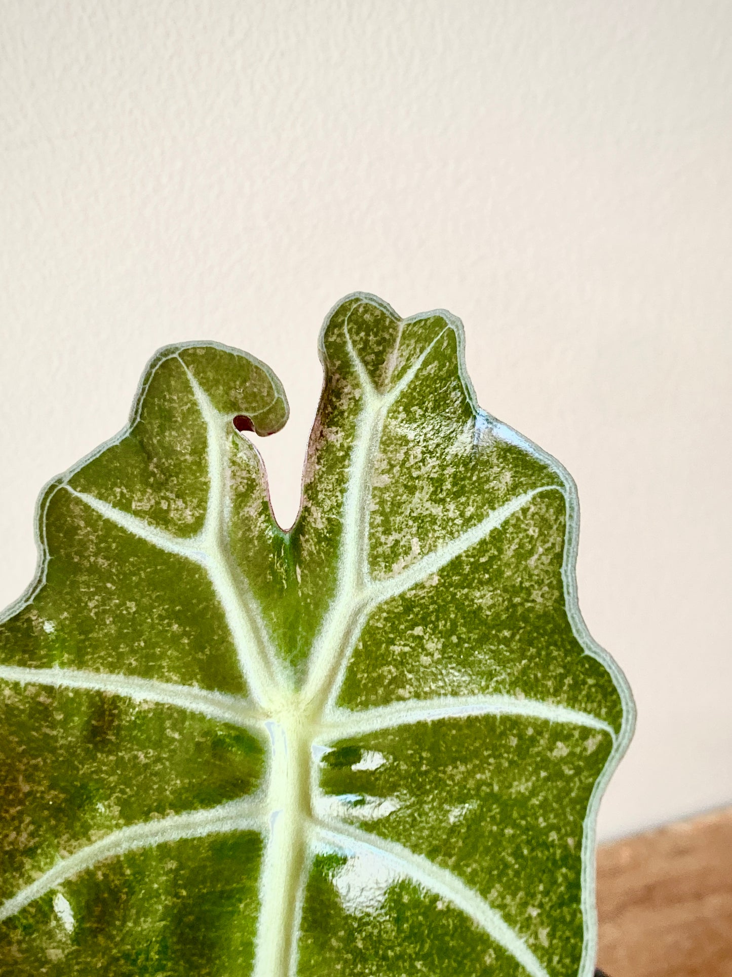 Alocasia Polly Pink Mint variegated | 7 cm pot (B)