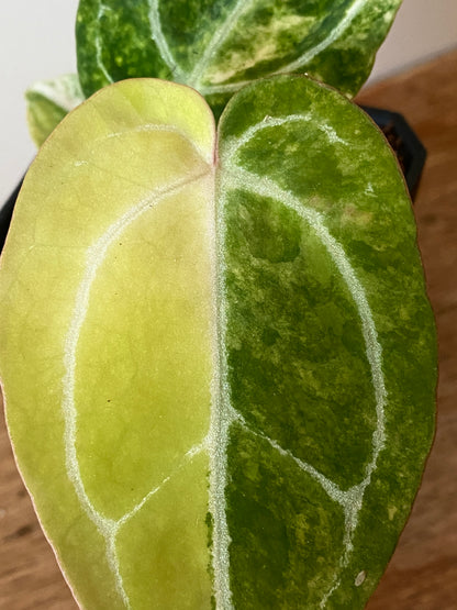 Anthurium Pap.Crystal var X Tezula Red Crystallinum | 7 cm pot [B]