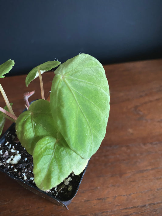 Begonia Pavonina | 6 cm pot [B]