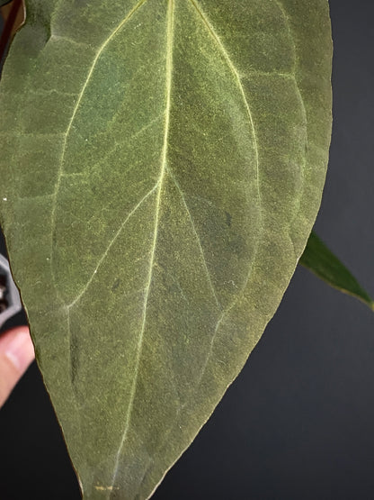 Anthurium Pap var X RVDP mint variegated | 7 cm pot