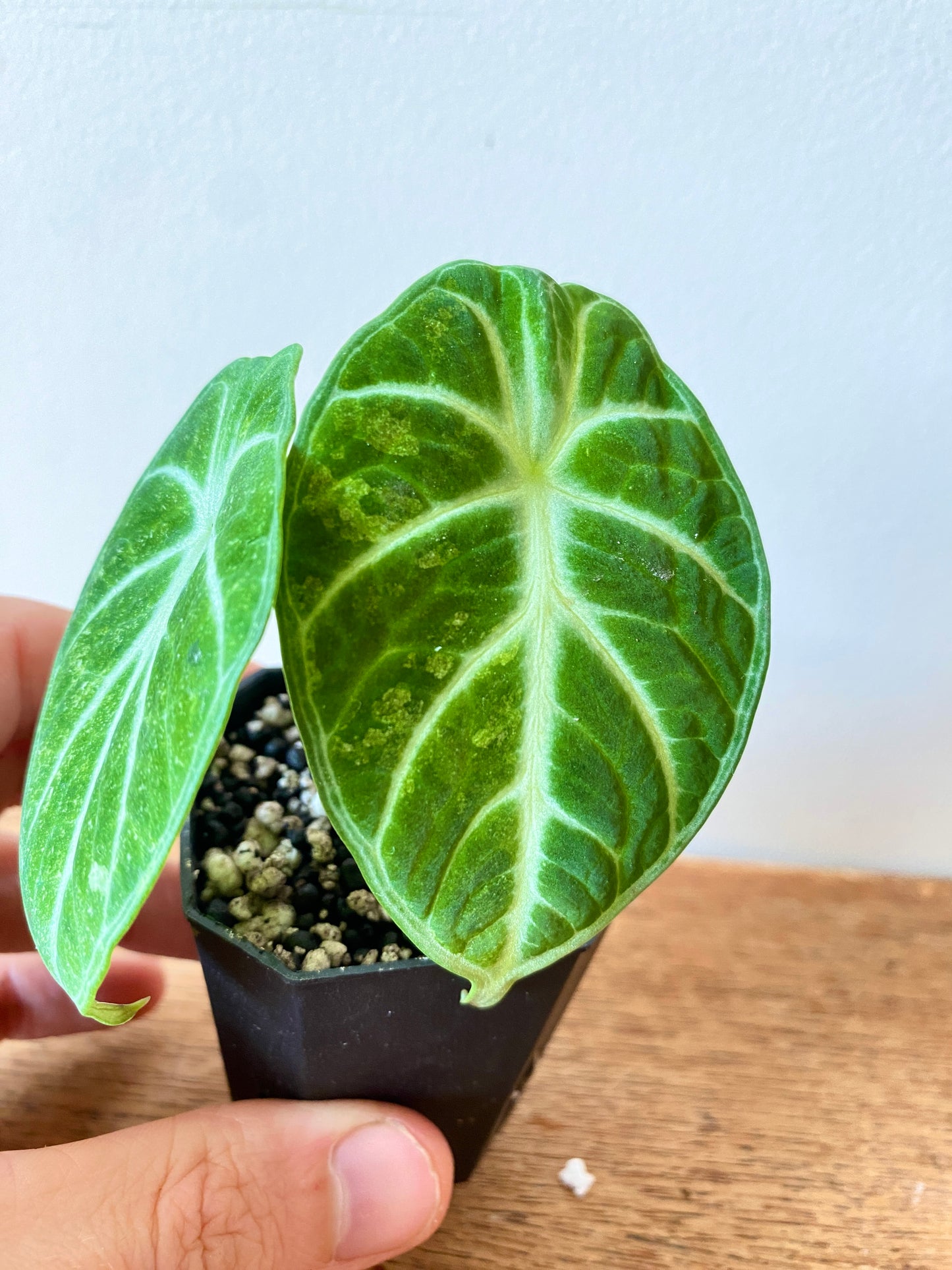 Alocasia Ninja aurea splash | 5 cm pot