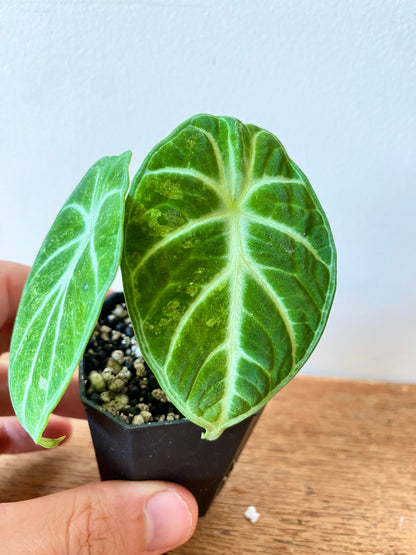 Alocasia Ninja aurea splash | 5 cm pot