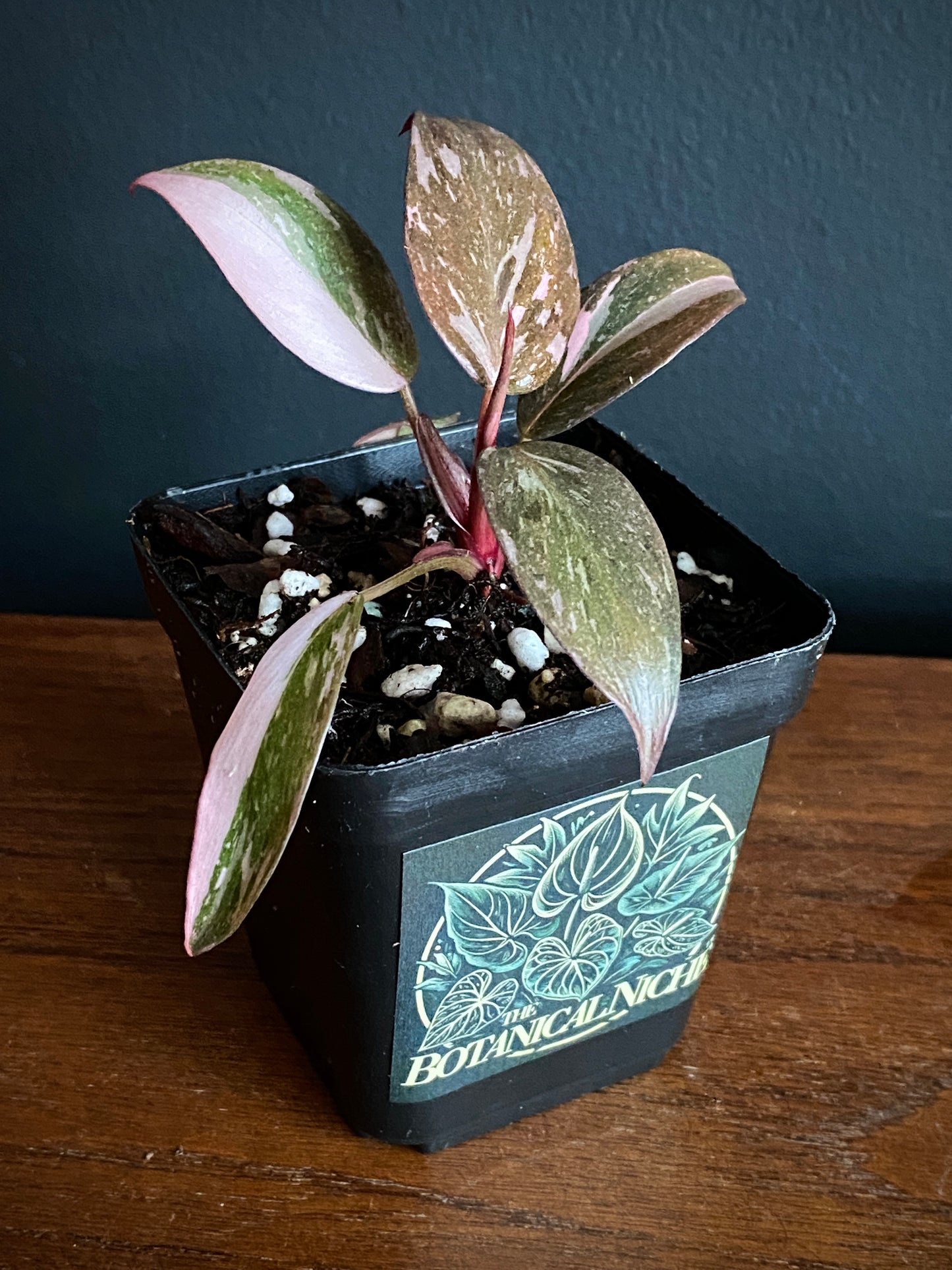 Philodendron Pink Princess | 7 cm pot