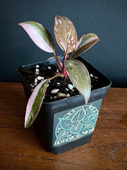 Philodendron Pink Princess | 7 cm pot