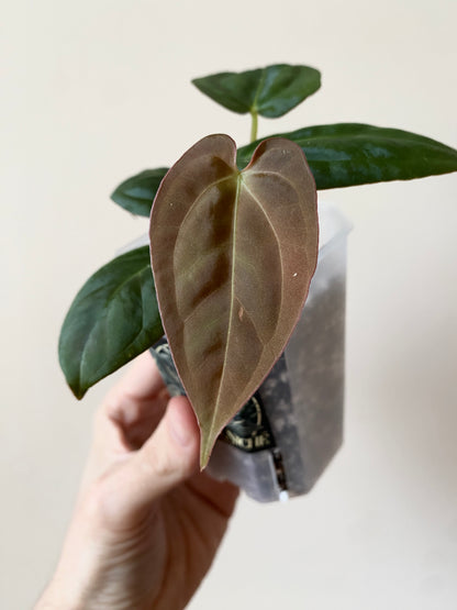 Anthurium Goliath X Papillilaminum Fort Sherman | 7 cm pot